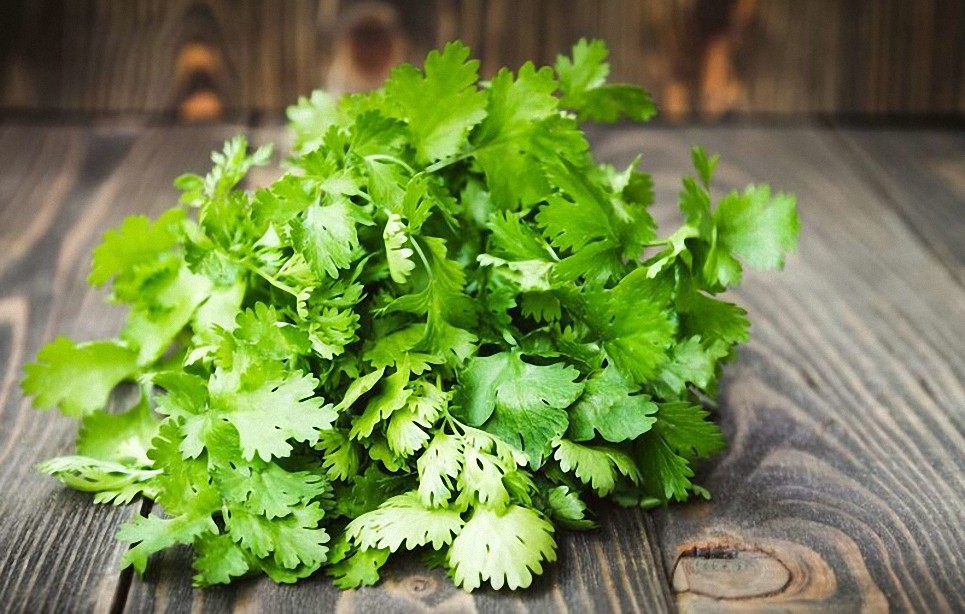 Cilantro Una Hierba Con 10 Beneficios Para Tu Salud